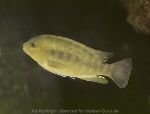Petrotilapia microgalana Arten